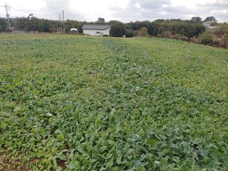 농부.금리나님의 11월 내 작물 자랑하기 · 참여글 작성글 사진