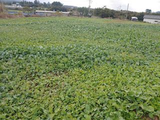 농부.금리나님의 11월 내 작물 자랑하기 · 참여글 작성글 사진