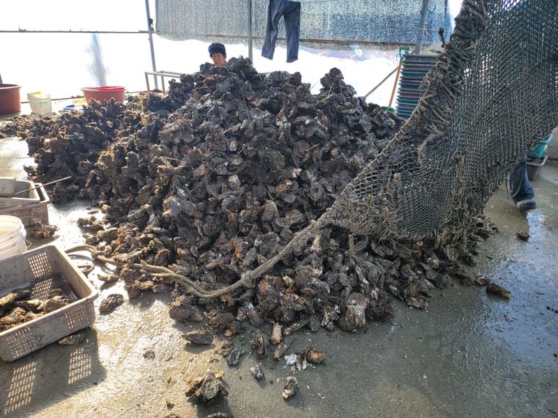 김진국님의 장터 판매 상품 [(산지직송) 깔끔세척 석화 깐굴2kg] 첨부 사진