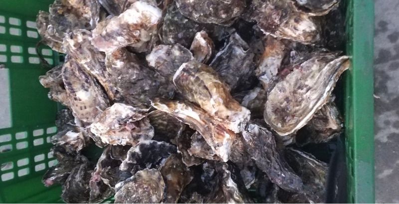 김진국님의 장터 판매 상품 [(산지직송) 깔끔세척 석화 깐굴2kg] 첨부 사진