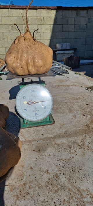 장준재님의 기타작물 · 자유게시판 작성글 사진