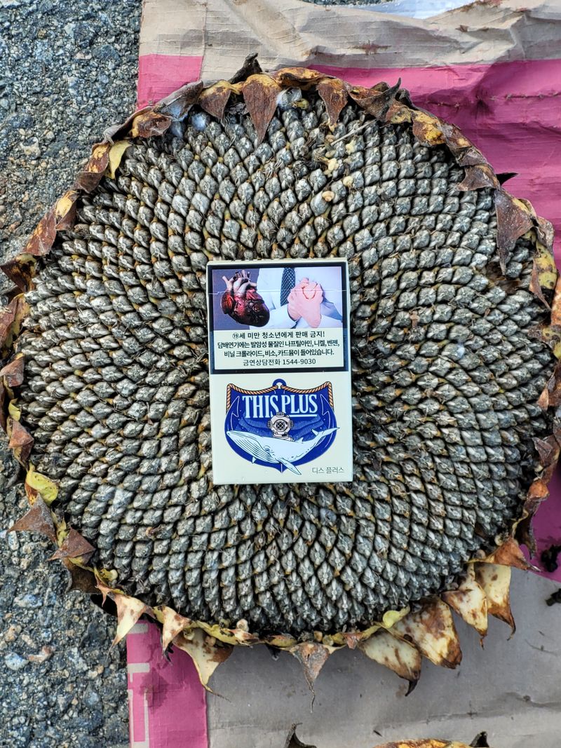 장터 상품 [토종왕해바라기씨앗(1알)] 썸네일