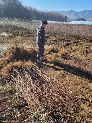 일심묘목농원님의 기타작물 · 자유게시판 작성글 사진