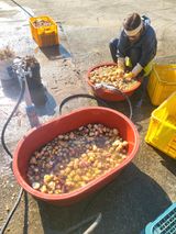 팜모닝 감자·영농일지 게시글 이미지