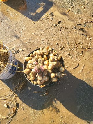 이상욱님의 감자 · 영농일지 작성글 사진