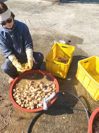 이상욱님의 감자 · 영농일지 작성글 사진