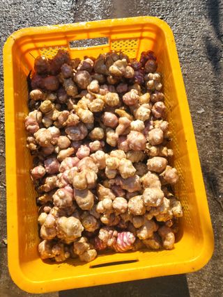 이상욱님의 농사, 무엇이든 물어보세요! · 참여글 작성글 사진