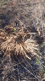 팜모닝 농사, 무엇이든 물어보세요!·참여글 게시글 이미지