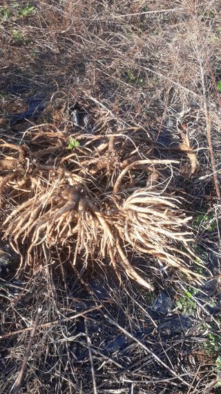 성훈농장님의 농사, 무엇이든 물어보세요! · 참여글 작성글 사진