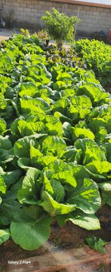 팜모닝 농사, 무엇이든 물어보세요!·참여글 게시글 이미지