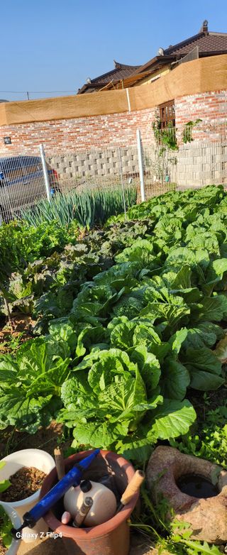 방미용님의 농사, 무엇이든 물어보세요! · 참여글 작성글 사진