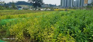 양성천님의 농사, 무엇이든 물어보세요! · 참여글 작성글 사진