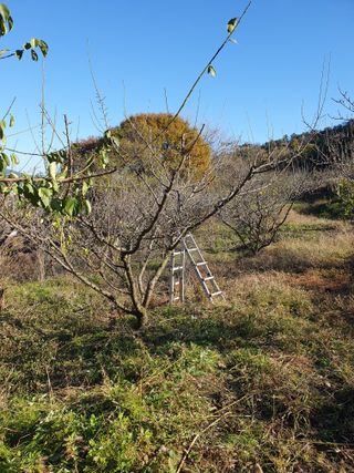 두릅나무17730님의 매실 · 자유게시판 작성글 사진