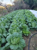 팜모닝 배추·수확 게시글 이미지