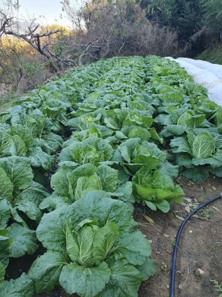 두릅나무17730님의 배추 · 수확 작성글 사진