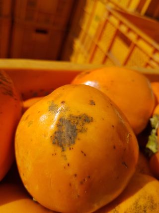 정수산님의 농사, 무엇이든 물어보세요! · 참여글 작성글 사진