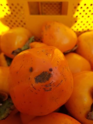 정수산님의 농사, 무엇이든 물어보세요! · 참여글 작성글 사진