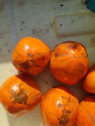 정수산님의 농사, 무엇이든 물어보세요! · 참여글 작성글 사진