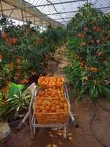 팜모닝 농사, 무엇이든 물어보세요!·참여글 게시글 이미지