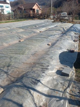 땅땅님의 마늘 · 일상 작성글 사진