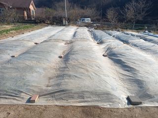 땅땅님의 마늘 · 일상 작성글 사진