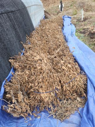 그린뉴딜님의 콩 · 자유게시판 작성글 사진