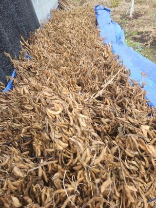 그린뉴딜님의 콩 · 자유게시판 작성글 사진