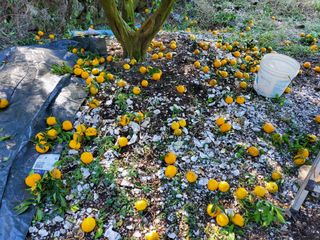 복숭아21634님의 농사, 무엇이든 물어보세요! · 참여글 작성글 사진