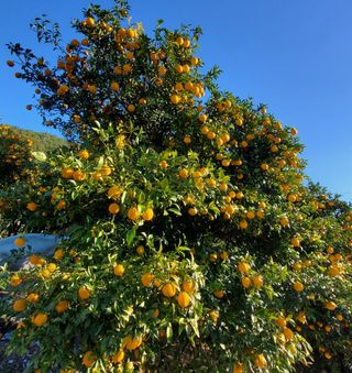 복숭아21634님의 농사, 무엇이든 물어보세요! · 참여글 작성글 사진