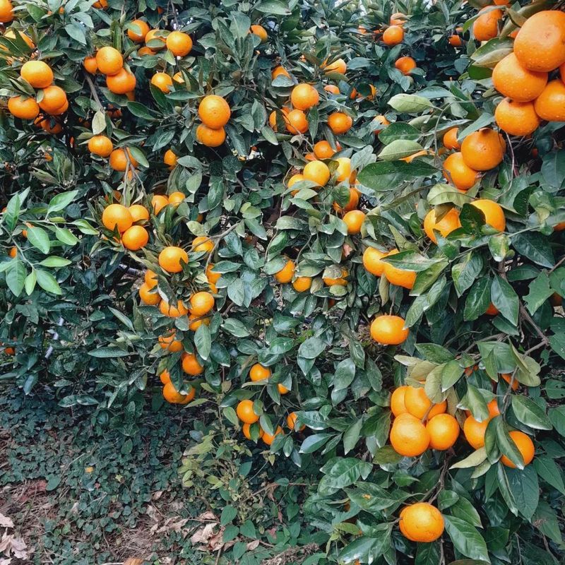 장터 상품 [고당도 조생귤 10키로 22000원 판매시작합니다] 썸네일