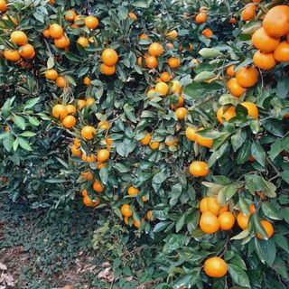 대정골귤꽃농원님의 작성글 사진