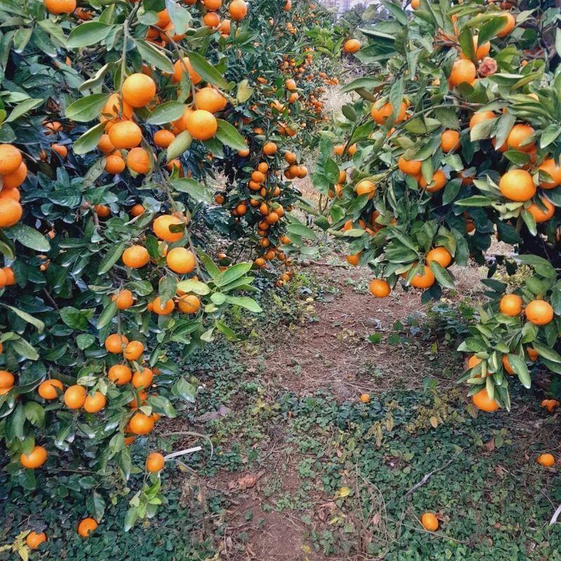 대정골귤꽃농원님의 장터 판매 상품 [고당도 조생귤 10키로 22000원 판매시작합니다] 첨부 사진