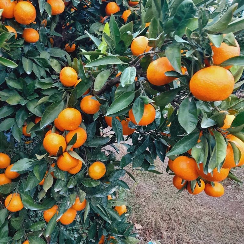 대정골귤꽃농원님의 장터 판매 상품 [고당도 조생귤 10키로 22000원 판매시작합니다] 첨부 사진