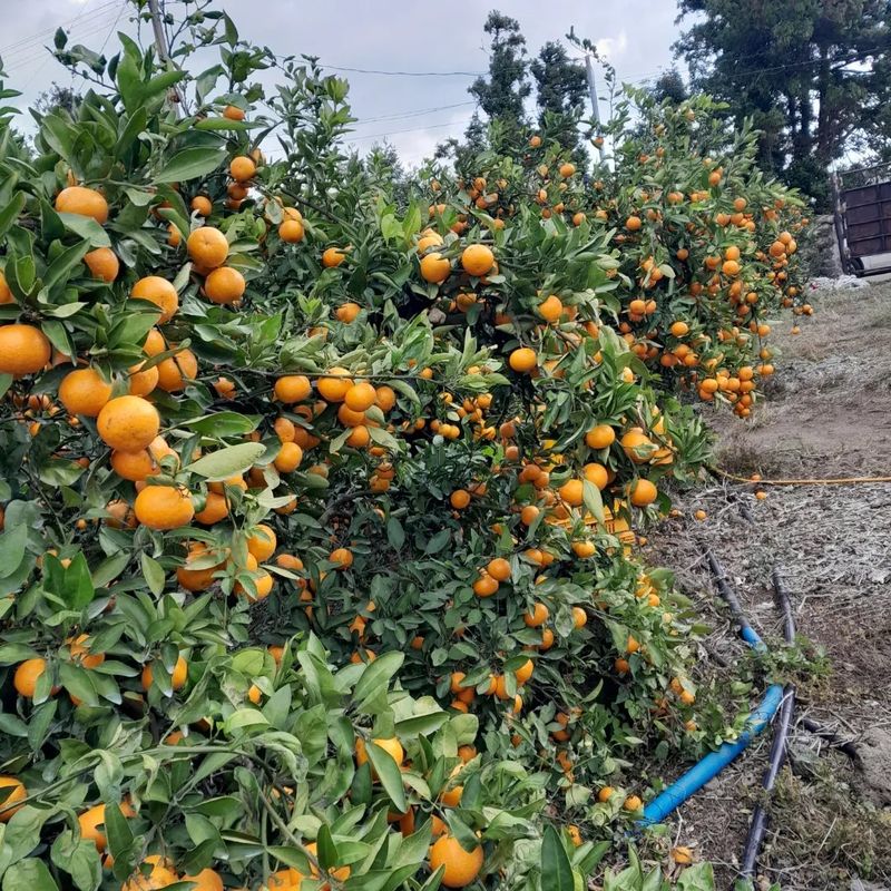 대정골귤꽃농원님의 장터 판매 상품 [고당도 조생귤 10키로 22000원 판매시작합니다] 첨부 사진