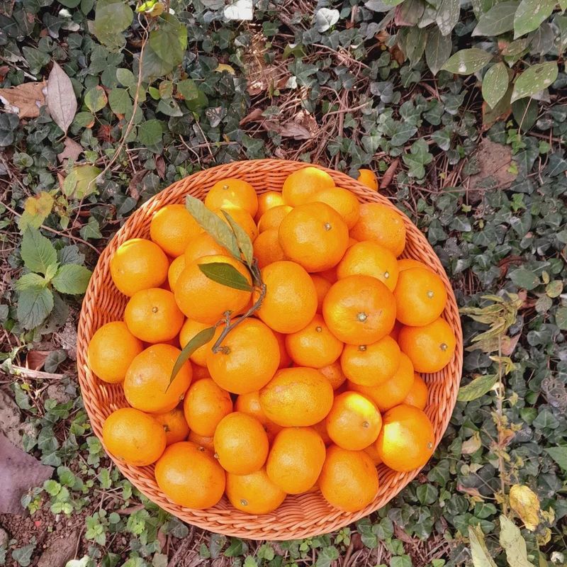 대정골귤꽃농원님의 장터 판매 상품 [고당도 조생귤 10키로 22000원 판매시작합니다] 첨부 사진