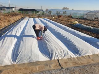 노경자님의 마늘 · 일상 작성글 사진