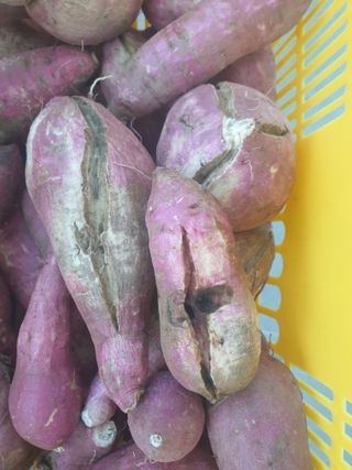 경기도님의 농사, 무엇이든 물어보세요! · 참여글 작성글 사진