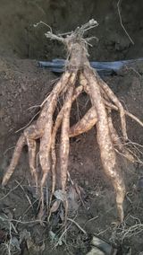 팜모닝 겨울 대비 어떻게 하셨나요·참여글 게시글 이미지