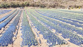 하산주님의 마늘 · 비료•농약 작성글 사진