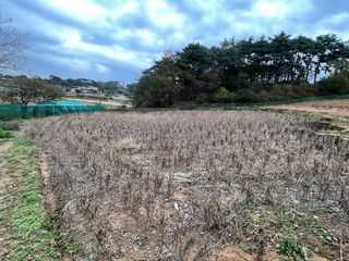 엘림농장님의 콩 · 자유게시판 작성글 사진