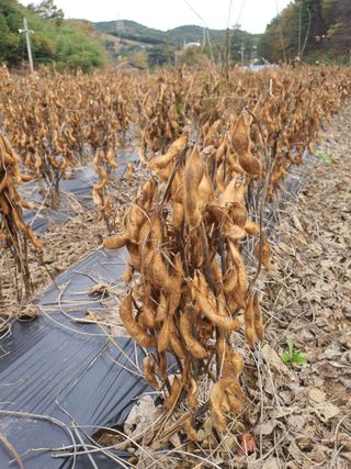 엘림농장님의 콩 · 자유게시판 작성글 사진