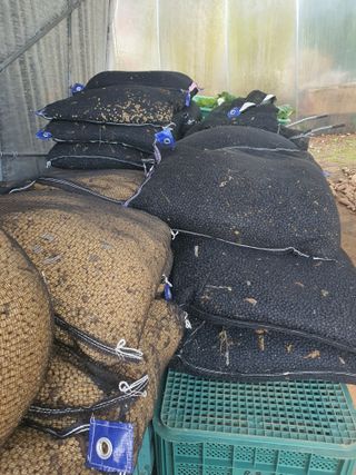 엘림농장님의 콩 · 자유게시판 작성글 사진