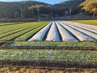 공명호님의 마늘 · 일상 작성글 사진