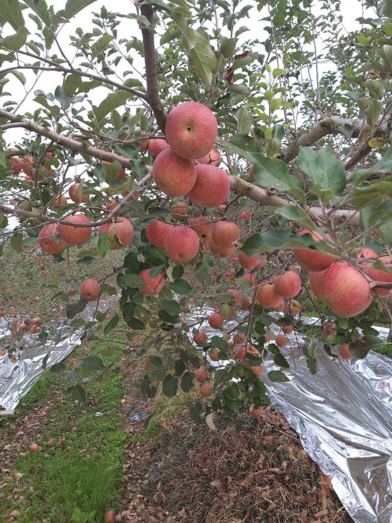 장터 상품 [맛이좋은 사과 판매합니다10키로45000] 썸네일
