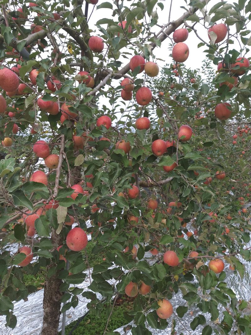 박현자님의 장터 판매 상품 [맛이좋은 사과 판매합니다10키로45000] 첨부 사진