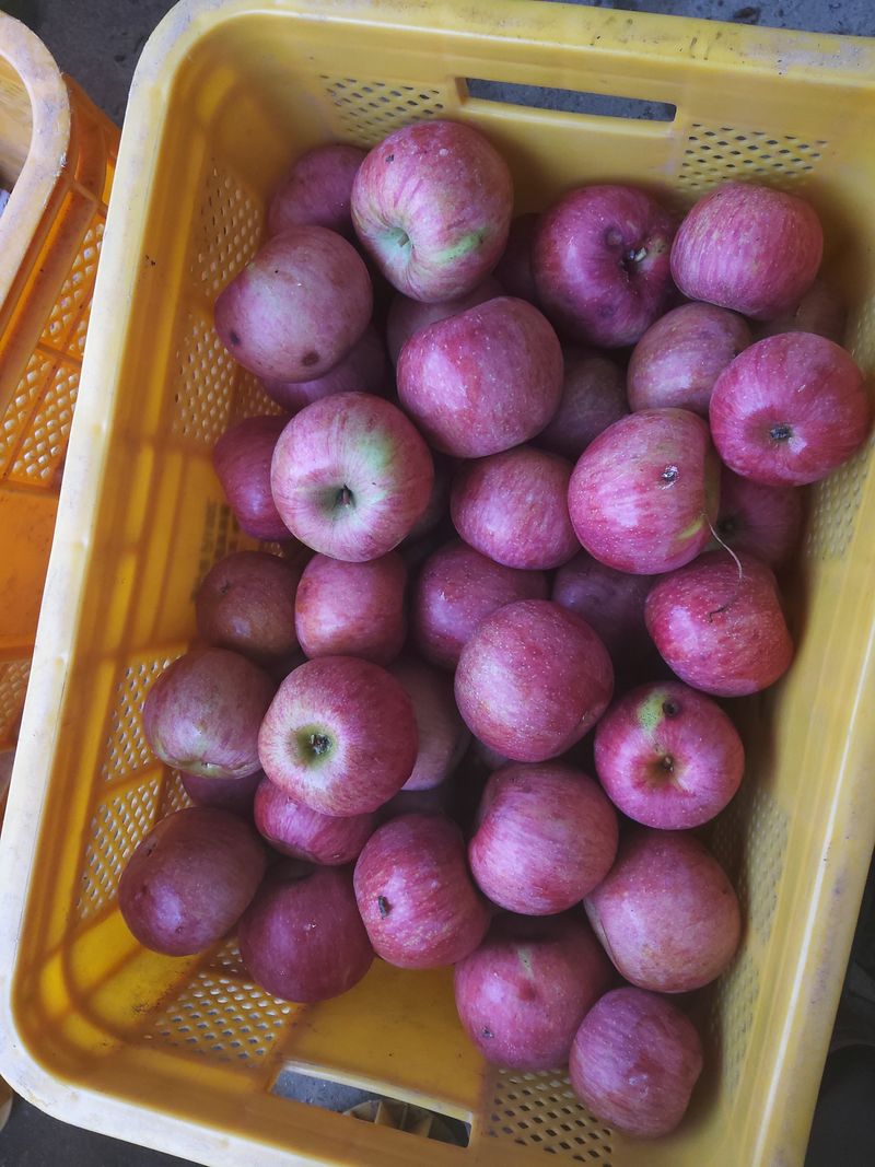 박현자님의 장터 판매 상품 [맛이좋은 사과 판매합니다10키로45000] 첨부 사진