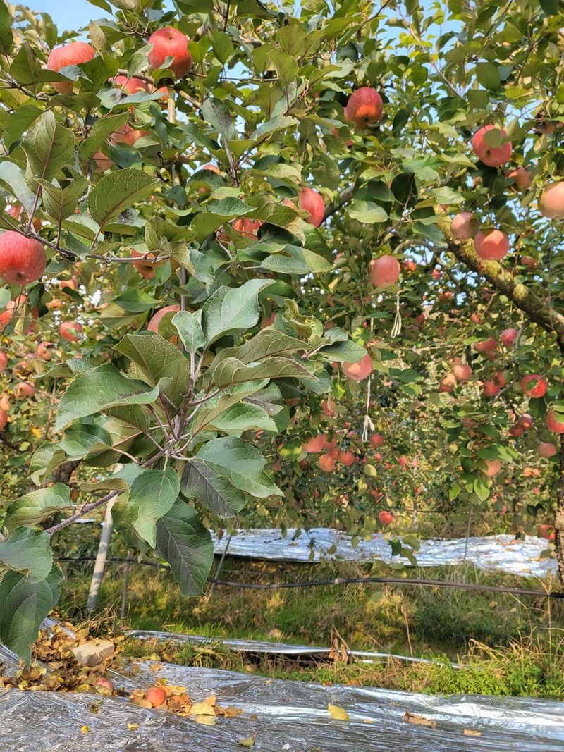 박현자님의 장터 판매 상품 [맛이좋은 사과 판매합니다10키로45000] 첨부 사진