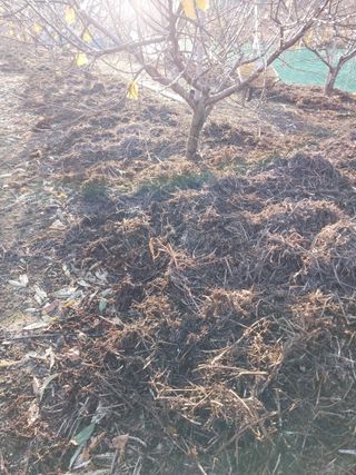 류남열님의 복숭아 · 영농일지 작성글 사진