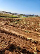 팜모닝 기타작물·영농일지 게시글 이미지