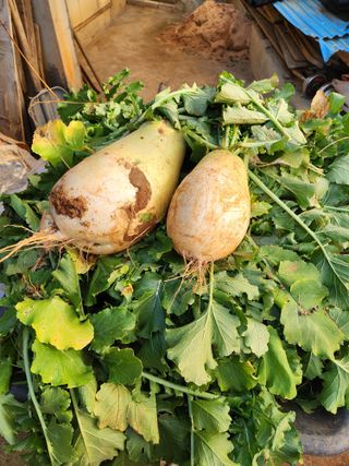 김저팔계님의 기타작물 · 영농일지 작성글 사진